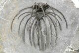 Rare, Spiny Heliopeltis Trilobite - Issoumour, Morocco #254039-4